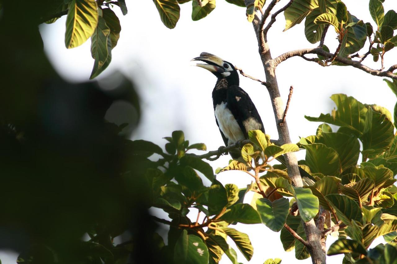 Ambong Rainforest Retreat Pantai Cenang  Dış mekan fotoğraf